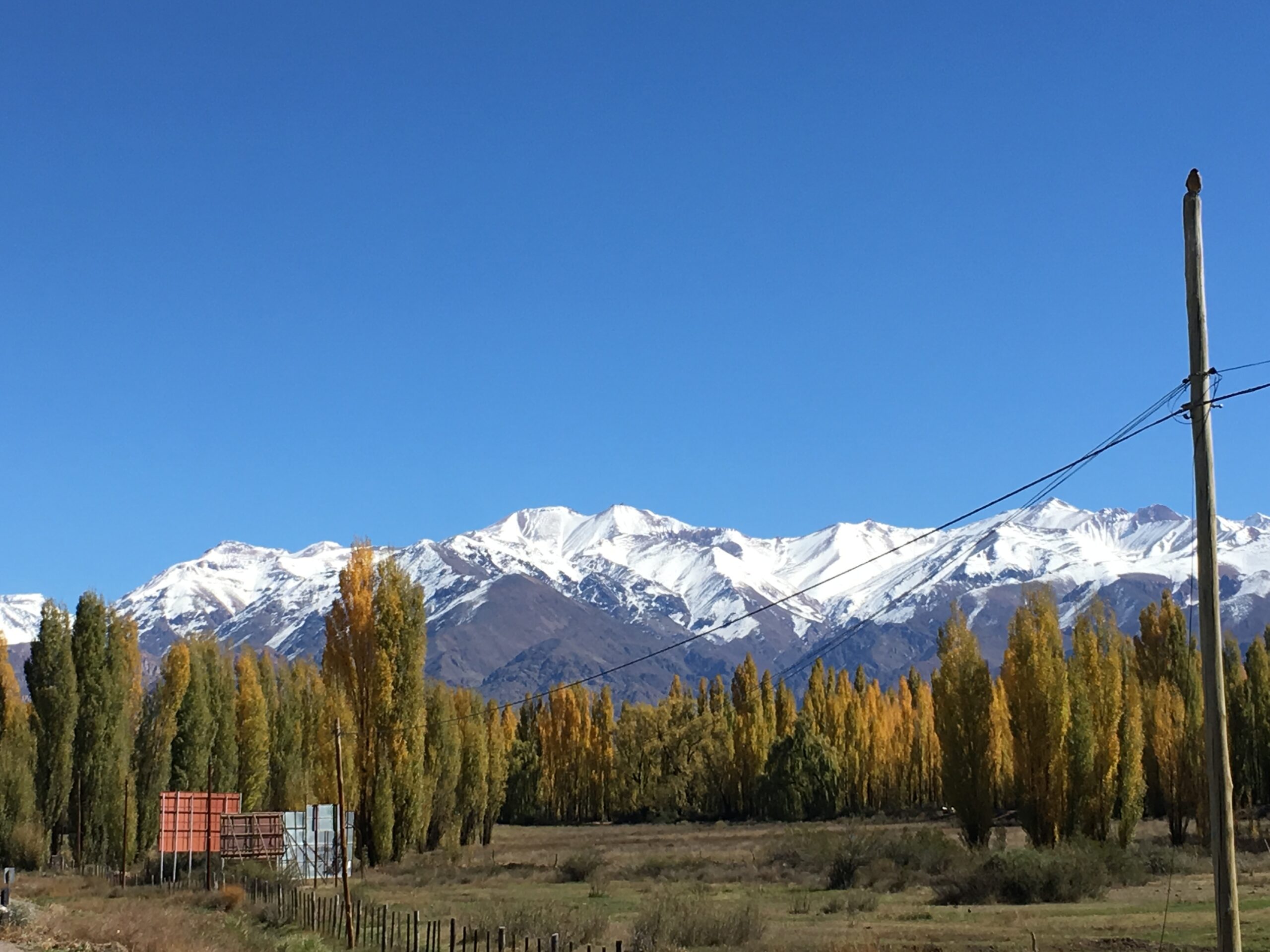 Lester the Captadoodle